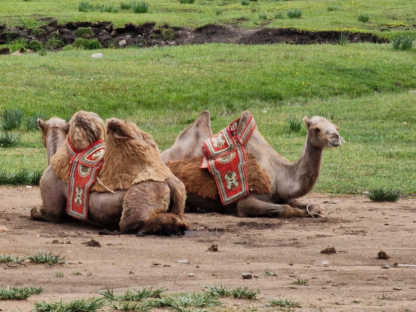 The Gobi March, Mongolia 2024
